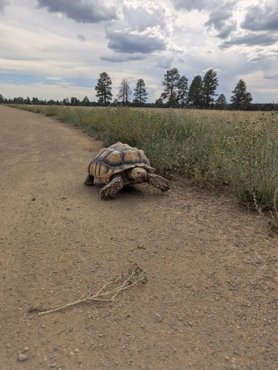 Cover art for What's the Story Here? A Turtle on a Walk